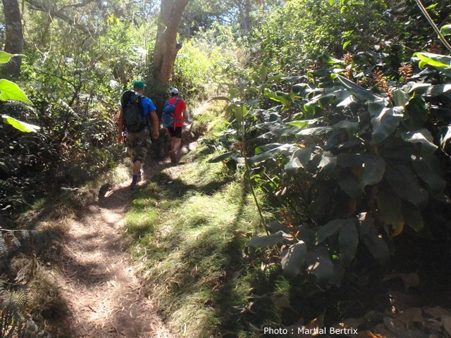 Quelques portions ombragées du sentier Simambry