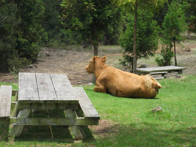 Rien de tel qu'une aire de pique-nique pour ruminer