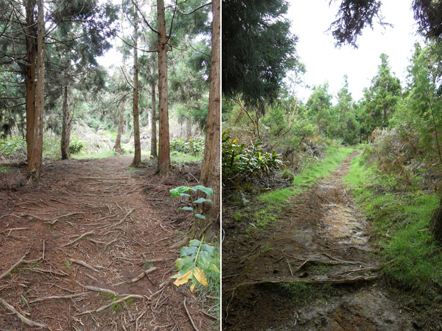 Deux portions sous les cryptomerias