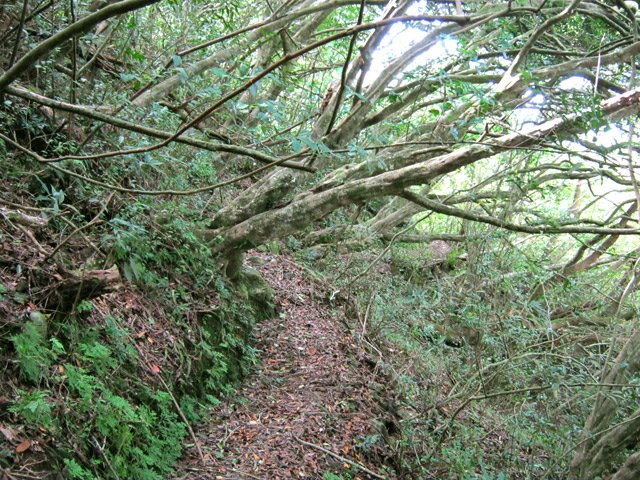 Passage sous les tunnels de jamrosats en fin de montée