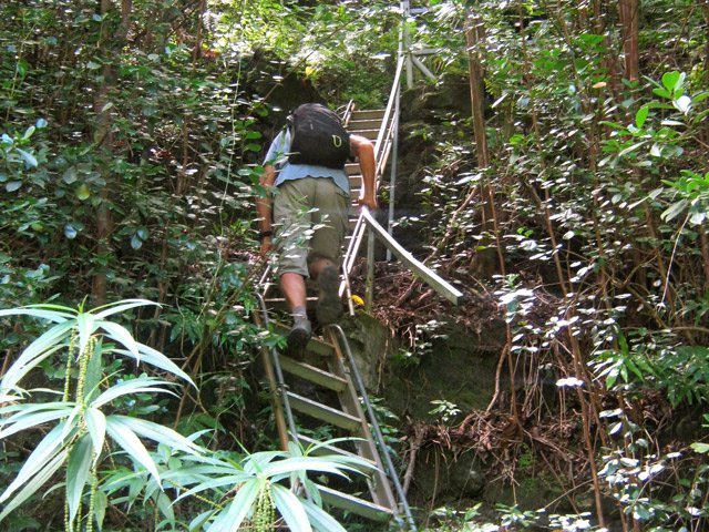 Ne pas manquer les longues échelles du départ du sentier Corymbis