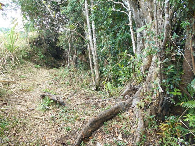 Sentier en bon état avec quelques racines