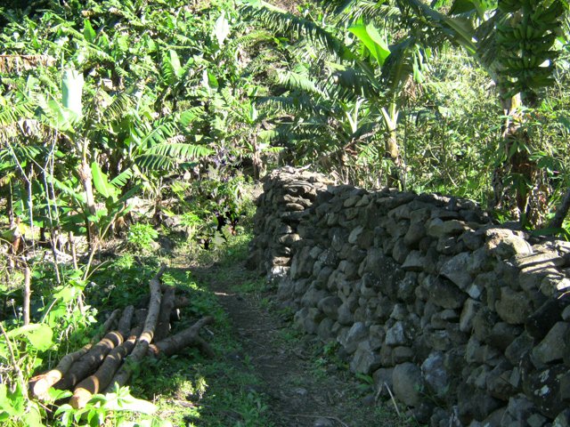 Début de la montée du sentier Tarzan