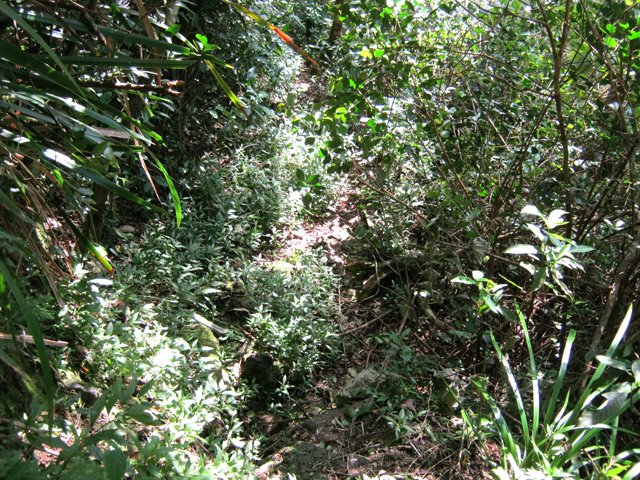 Les jouvences, comme souvent, envahissent le sentier