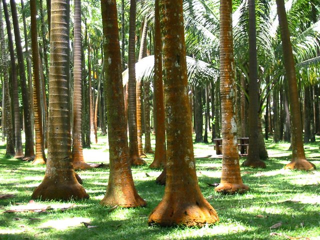 Les cocotiers semblent avoir des pieds d'éléphants