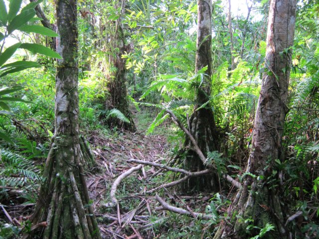 L'étroit sentier quittant Bois Blanc pour la pointe et le Quai Plat