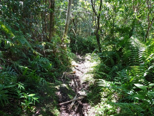 Le sentier qui redescend vers l'Anse des Cascades