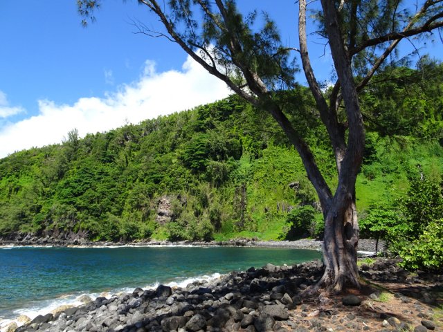 Un grand filao en bord de mer qui a résisté au dernier cyclone