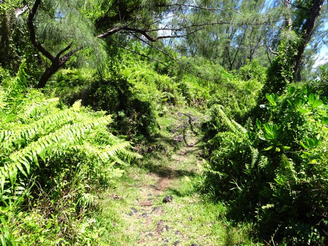 Beaucoup de lave sur le sentier mais aussi de la verdure