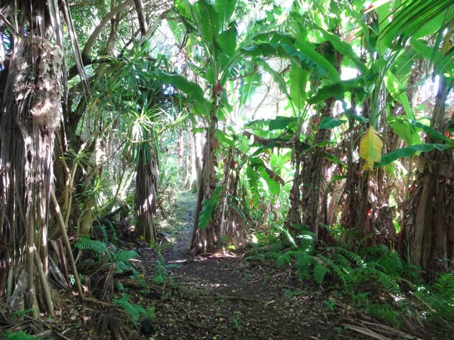 Le sentier est bordé par endroits de bananiers