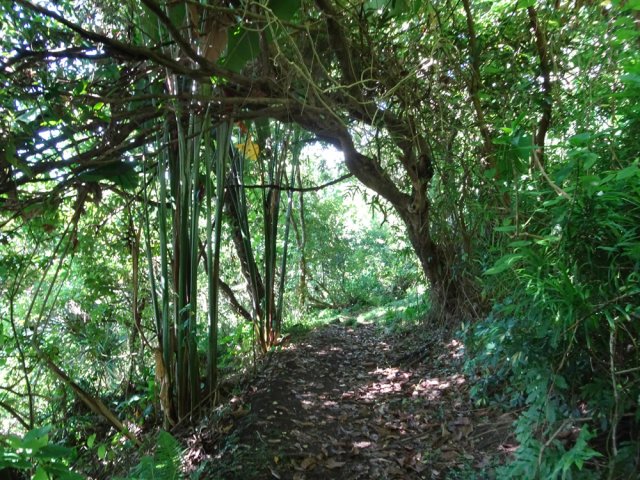 Grands balisiers en bordure de sentier