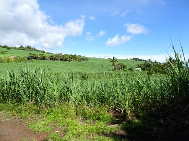 Les champs de canne bordant le Gros Piton