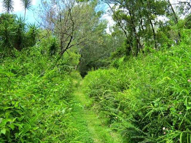 Le superbe sentier du Quai de Sardine qui mène à la mer