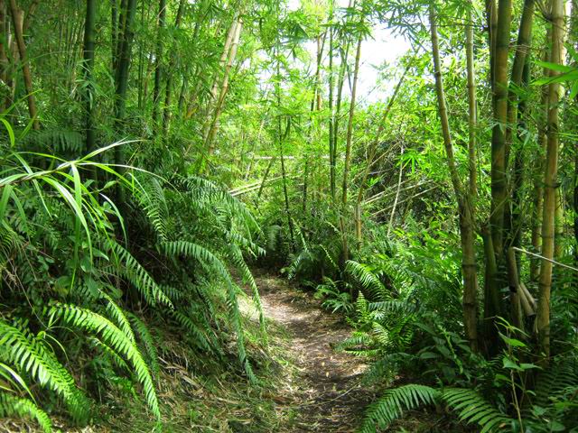 Sur le même sentier, de belles touffes de bambous