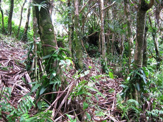 De la vanille tout au long de la randonnée