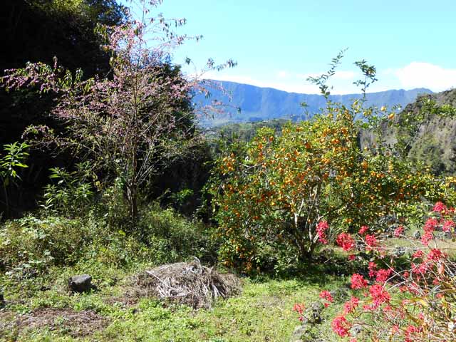 Pêchers, citronniers, orchidées entrourent la case de l'Îlet de Grand Coude