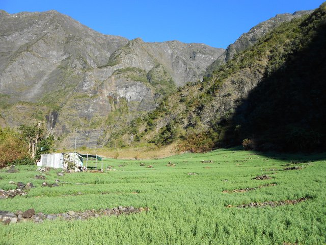 Les champs de lentilles de l'Îlet de Grand Coude