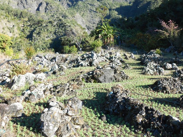 Les lentilles sont semées sur la moindre surface de terre