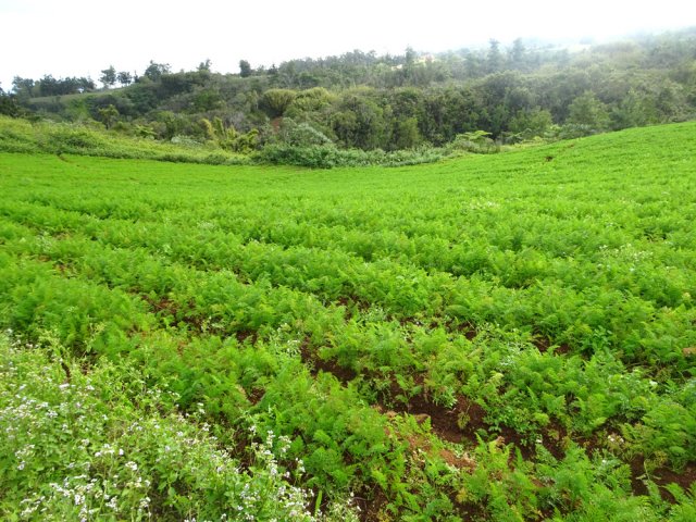 Également quelques vastes champs ; ici des carottes