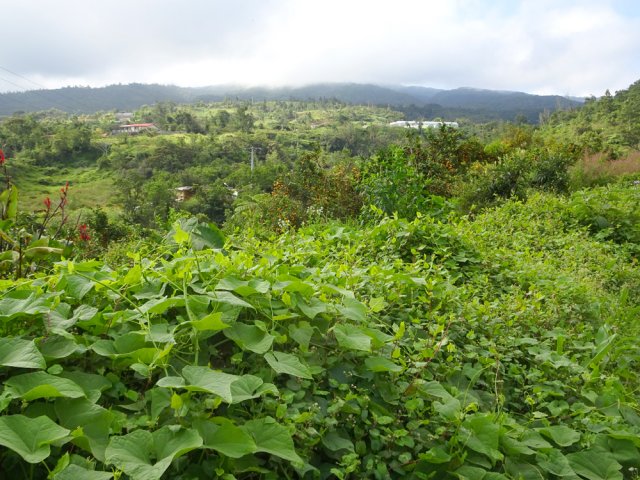 Nombreux vergers de tangors repérables en hiver lorsque les fruits sont sur l'arbre