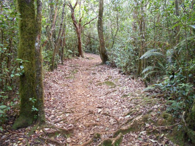 Début de descente vers la Plaine des Grègues très agréable en sous-bois