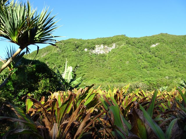 On longe des champs de curcuma de tous côtés