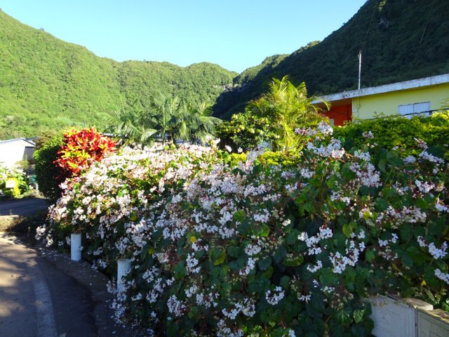 La balade en ville est agréable car fleurie