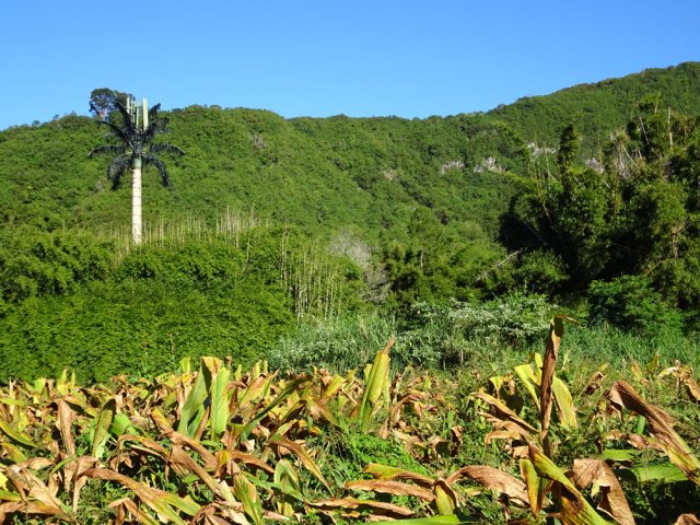 Le palmier métallique de l'antenne a souffert des vents forts