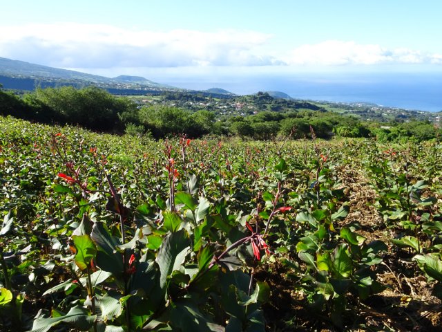 Vastes champs de curcuma et de gingembre durant la forte montée