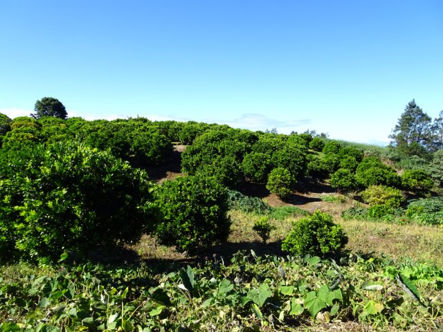 On longe des cultures de tangor et autres agrumes