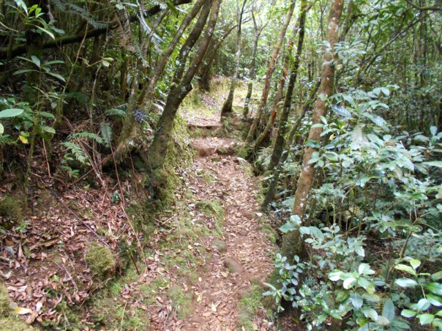 La forêt est magnifique quand il n'y a pas de goyaviers