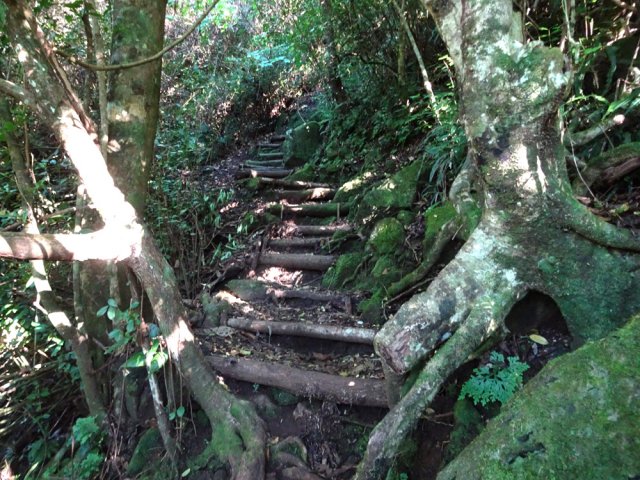 Nombreuses marches entre les arbres et goyaviers