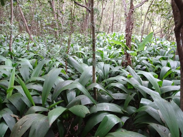 Grandes surfaces couvertes de ce coco marron