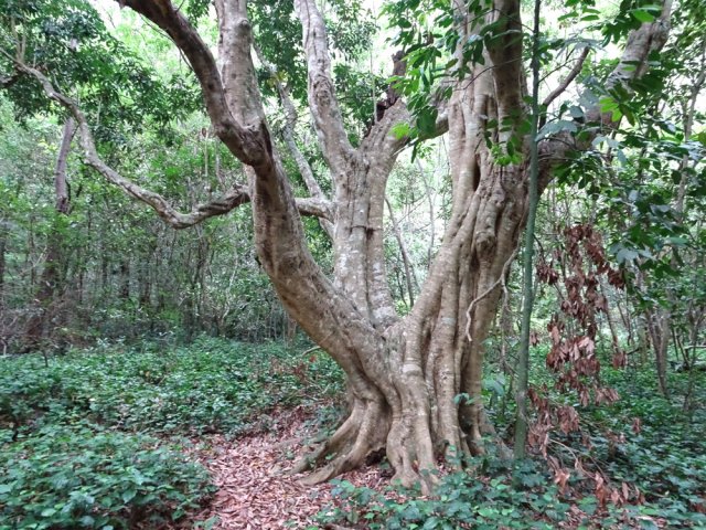 Un des plus beaux letchis lors de la traversée
