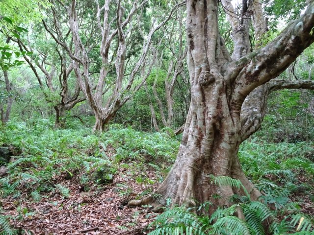 Un autre verger de letchis