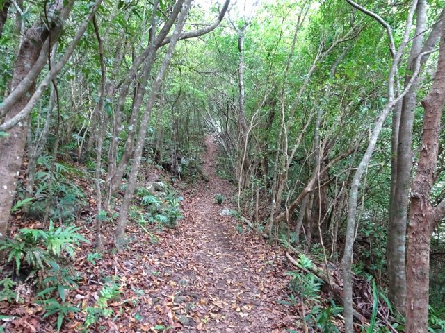 Le sentier de descente vers le Bras de la Plaine