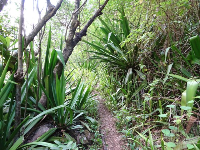 Le dernier tronçon de sentier avant d'arriver à l'ouvrage
