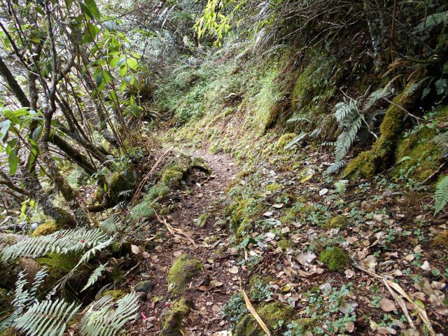 Une rare portion plate moussue avent d'atteindre le haut du rempart