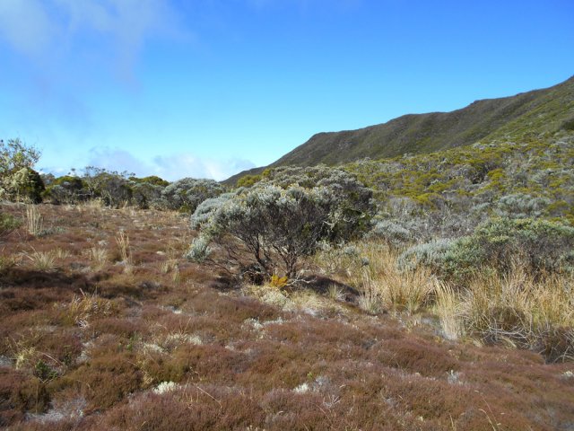 Immenses tapis de thym marron