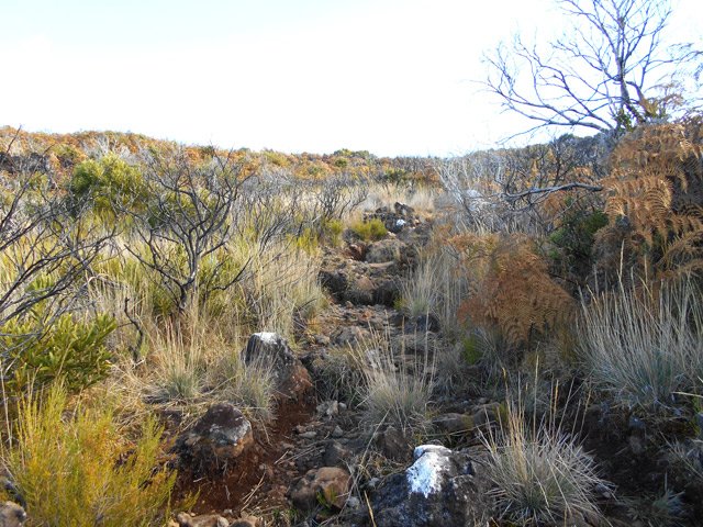 Herbes, arbustes calcinée et bien sûr des cailloux sur le chemin