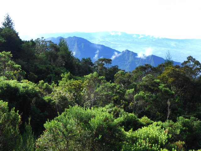 Belle forêt de bois de couleurs