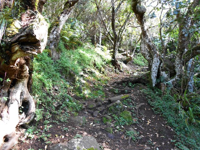 Une portion un peu caillouteuse avec des arbres tortueux