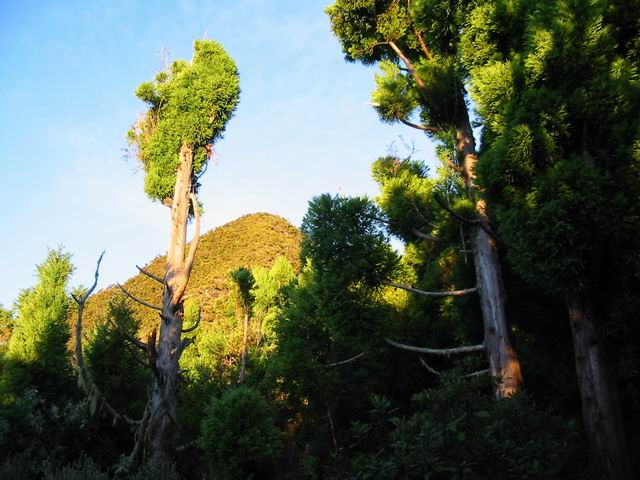 Très abîmée par le passage de plusieurs cyclones, la forêt panse ses blessures