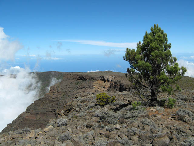 Rare végétation à ces altitudes