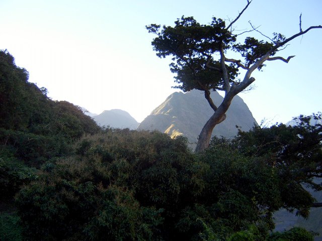 Quelques manguiers subsistent dans la descente