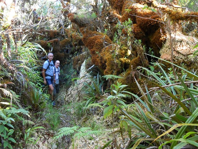 Sentier encore intact au milieu des mousses