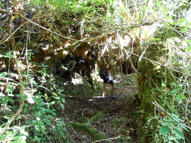 Le sentier ici est une véritable allée