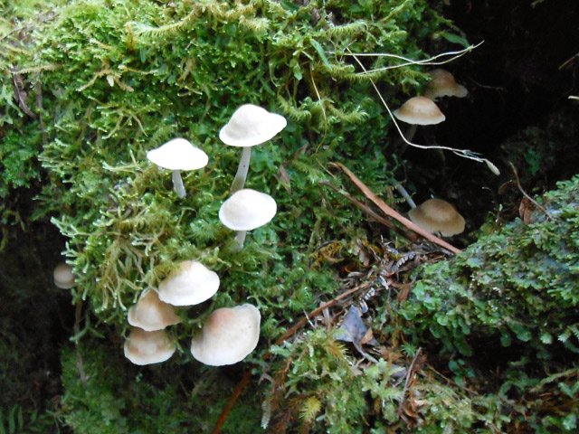 Endroit humide : champignons et mousses