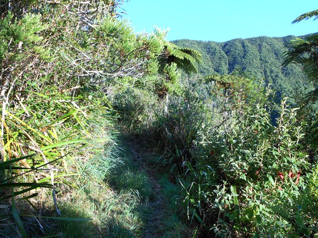 Sentier étroit dans une végétation touffue