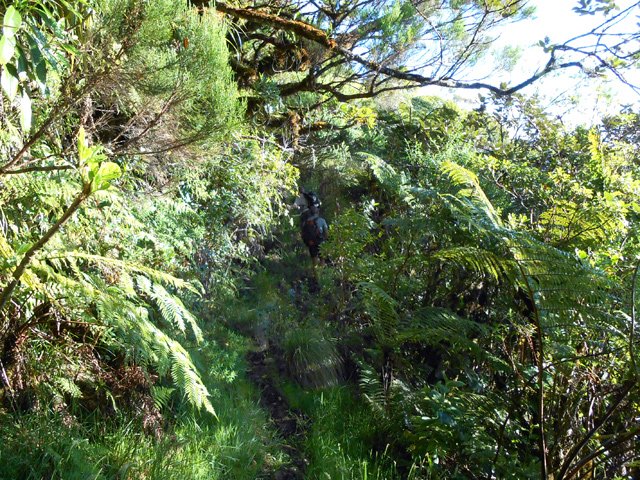 On rencontre très vite les premières mousses sur les branches